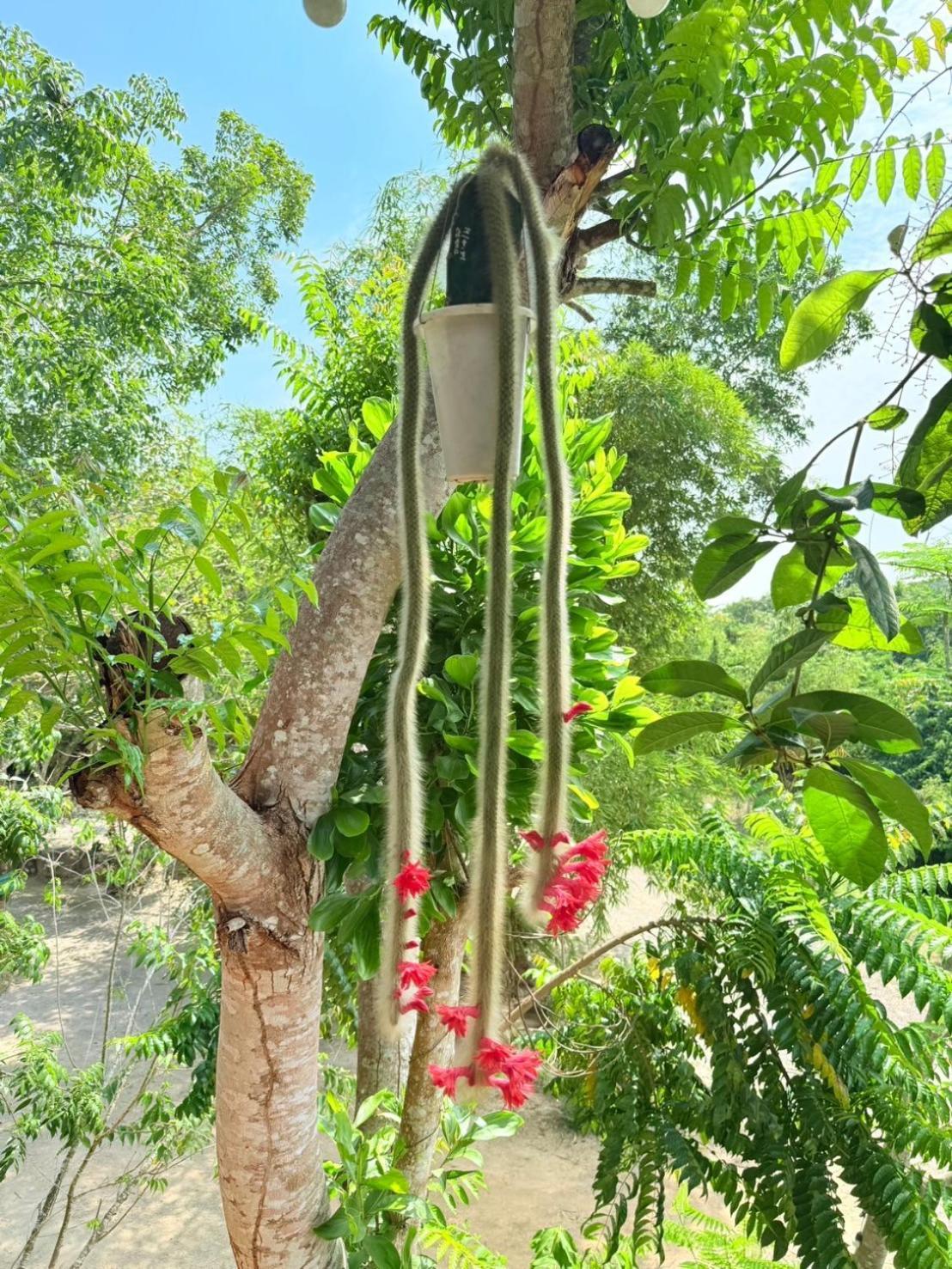 Baan Suan Hill Resort Ban Tha Khun Exterior foto